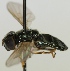  (Cheilosia psilophthalma - jka-05-04798)  @13 [ ] CreativeCommons - Attribution Non-Commercial (2012) Marko Mutanen University of Oulu