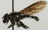  (Cheilosia carbonaria - jka06-02413)  @14 [ ] CreativeCommons - Attribution Non-Commercial (2012) Marko Mutanen University of Oulu