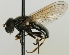  (Cheilosia reniformis - jka07-04731)  @14 [ ] CreativeCommons - Attribution Non-Commercial (2012) Marko Mutanen University of Oulu