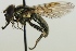  (Cheilosia rufimana - jka07-05690)  @14 [ ] CreativeCommons - Attribution Non-Commercial (2012) Marko Mutanen University of Oulu