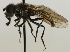  (Cheilosia melanopa - jka10-00325)  @14 [ ] CreativeCommons - Attribution Non-Commercial (2012) Marko Mutanen University of Oulu