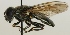  (Cheilosia lasiopa - jka10-02893)  @14 [ ] CreativeCommons - Attribution Non-Commercial (2012) Marko Mutanen University of Oulu