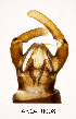  (Trichocera implicata - AKO-T0008)  @11 [ ] CreativeCommons - Attribution Share-Alike (2025) Ari Kakko University of Oulu