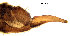  (Trichocera pappi - EVI-000113)  @11 [ ] CreativeCommons - Attribution Non-Commercial Share-Alike (2025) Esko Viitanen University of Oulu