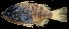 ( - FJMI3670)  @13 [ ] Unspecified (default): All Rights Reserved  Jose Angel Cohuo Unspecified