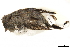  ( - BIOUG49276-C02)  @11 [ ] CreativeCommons - Attribution (2019) CBG Photography Group Centre for Biodiversity Genomics