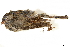 ( - BIOUG49276-C03)  @11 [ ] CreativeCommons - Attribution (2019) CBG Photography Group Centre for Biodiversity Genomics