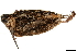  ( - BIOUG49276-C10)  @11 [ ] CreativeCommons - Attribution (2019) CBG Photography Group Centre for Biodiversity Genomics