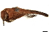  (Toxostoma rufum - BIOUG49276-C12)  @11 [ ] CreativeCommons - Attribution (2019) CBG Photography Group Centre for Biodiversity Genomics