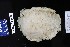 (Dendrodoris warta - FWRI_I_1490)  @11 [ ] Unspecified (default): All Rights Reserved (2024) FWC FWRI