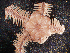  ( - FWRI_I_00694)  @11 [ ] CreativeCommons - Attribution Non-Commercial Share-Alike (2018) Unspecified Fish and Wildlife Research Institute