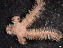  ( - FWRI_I_00695)  @11 [ ] CreativeCommons - Attribution Non-Commercial Share-Alike (2018) Unspecified Fish and Wildlife Research Institute