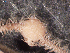 ( - FWRI_I_00696)  @11 [ ] CreativeCommons - Attribution Non-Commercial Share-Alike (2018) Unspecified Fish and Wildlife Research Institute