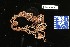  (Asteroschema tenue - 129336-1297)  @11 [ ] Unspecified (default): All Rights Reserved  Unspecified Fish and Wildlife Research Institute