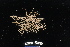  (Asteroschema laeve - 138290-393)  @11 [ ] by-nc-sa (2020) Paul Larson Fish and Wildlife Research Institute