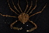  (Nibilia - 135318-503)  @11 [ ] by-nc-sa (2020) Paul Larson Fish and Wildlife Research Institute