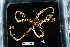  (Asteroporpa annulata - 135377-531)  @11 [ ] by-nc-sa (2020) Paul Larson Fish and Wildlife Research Institute