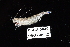  (Sicyonia stimpsoni - USGX-0042)  @11 [ ] CreativeCommons - Attribution Non-Commercial Share-Alike (2018) Unspecified Fish and Wildlife Research Institute