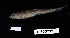  (Paradiplogrammus - FWRI_05222)  @11 [ ] by-nc-sa (2024) Fish and Wildlife Conservation Commission Fish and Wildlife Research Institute