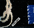  (Ophiothrix stri - FWRI_I_00679)  @11 [ ] CreativeCommons - Attribution Non-Commercial Share-Alike (2018) Unspecified Fish and Wildlife Research Institute