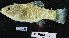  ( - FWRI 03588)  @11 [ ] CreativeCommons - Attribution Non-Commercial Share-Alike (2017) Unspecified Fish and Wildlife Research Institute