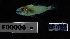  ( - FWRI 03592)  @11 [ ] CreativeCommons - Attribution Non-Commercial Share-Alike (2017) Unspecified Fish and Wildlife Research Institute