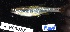  (Pteronotropis metallicus - FWRI 03629)  @11 [ ] CreativeCommons - Attribution Non-Commercial Share-Alike (2019) Fish and Wildlife Conservation Commission Fish and Wildlife Research Institute