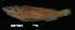 (Halichoeres bathyphilus - FWRI 03699)  @11 [ ] CreativeCommons - Attribution Non-Commercial Share-Alike (2019) Fish and Wildlife Conservation Commission Fish and Wildlife Research Institute