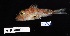  (Bellator brachychir - FWRI 03777)  @11 [ ] CreativeCommons - Attribution Non-Commercial Share-Alike (2019) Fish and Wildlife Conservation Commission Fish and Wildlife Research Institute