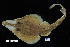  ( - FWRI 01227)  @11 [ ] CreativeCommons - Attribution Non-Commercial Share-Alike (2017) Unspecified Fish and Wildlife Research Institute