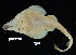  ( - FWRI 01227)  @11 [ ] CreativeCommons - Attribution Non-Commercial Share-Alike (2017) Unspecified Fish and Wildlife Research Institute