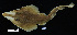  ( - FWRI 02777)  @11 [ ] CreativeCommons - Attribution Non-Commercial Share-Alike (2017) Unspecified Fish and Wildlife Research Institute