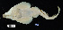  ( - FWRI 02777)  @11 [ ] CreativeCommons - Attribution Non-Commercial Share-Alike (2017) Unspecified Fish and Wildlife Research Institute
