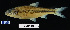  (Luxilus chrysocephalus - FWRI 02087)  @11 [ ] CreativeCommons - Attribution Non-Commercial Share-Alike (2017) Unspecified Fish and Wildlife Research Institute
