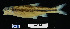  ( - FWRI 02098)  @11 [ ] CreativeCommons - Attribution Non-Commercial Share-Alike (2017) Unspecified Fish and Wildlife Research Institute