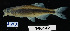  ( - FWRI 02106)  @11 [ ] CreativeCommons - Attribution Non-Commercial Share-Alike (2017) Unspecified Fish and Wildlife Research Institute