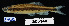  (Pteronotropis - FWRI 02097)  @11 [ ] CreativeCommons - Attribution Non-Commercial Share-Alike (2017) Unspecified Fish and Wildlife Research Institute
