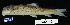  ( - FWRI 02124)  @11 [ ] CreativeCommons - Attribution Non-Commercial Share-Alike (2017) Unspecified Fish and Wildlife Research Institute