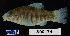  ( - FWRI 01980)  @11 [ ] CreativeCommons - Attribution Non-Commercial Share-Alike (2017) Unspecified Fish and Wildlife Research Institute