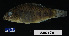  ( - FWRI 03345)  @11 [ ] CreativeCommons - Attribution Non-Commercial Share-Alike (2017) Unspecified Fish and Wildlife Research Institute