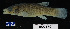  ( - FWRI 02488)  @11 [ ] CreativeCommons - Attribution Non-Commercial Share-Alike (2017) Unspecified Fish and Wildlife Research Institute