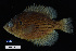  ( - FWRI 02151)  @11 [ ] CreativeCommons - Attribution Non-Commercial Share-Alike (2017) Unspecified Fish and Wildlife Research Institute