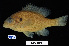  ( - FWRI 02127)  @11 [ ] CreativeCommons - Attribution Non-Commercial Share-Alike (2017) Unspecified Fish and Wildlife Research Institute