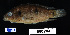  ( - FWRI 02356)  @11 [ ] CreativeCommons - Attribution Non-Commercial Share-Alike (2017) Unspecified Fish and Wildlife Research Institute