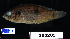  ( - FWRI 03439)  @11 [ ] CreativeCommons - Attribution Non-Commercial Share-Alike (2017) Unspecified Fish and Wildlife Research Institute