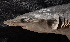  (Carcharhinus isodon - FWRI 03942)  @11 [ ] CreativeCommons - Attribution Non-Commercial Share-Alike (2017) Unspecified Fish and Wildlife Research Institute