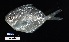  (Peprilus burti - FWRI 03970)  @11 [ ] CreativeCommons - Attribution Non-Commercial Share-Alike (2019) Fish and Wildlife Conservation Commission Fish and Wildlife Research Institute