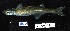  ( - FWRI 04000)  @11 [ ] by-nc-sa (2020) Fish and Wildlife Conservation Commission Fish and Wildlife Research Institute