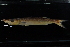  ( - FWRI 04235)  @11 [ ] CreativeCommons - Attribution Non-Commercial Share-Alike (2019) Fish and Wildlife Conservation Commission Fish and Wildlife Research Institute