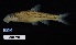  (Notropis amplamala - FWRI 02092)  @11 [ ] CreativeCommons - Attribution Non-Commercial Share-Alike (2019) Fish and Wildlife Conservation Commission Fish and Wildlife Research Institute
